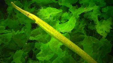 黄绿色女头宽尖嘴鱼syngnathus伤寒灌木丛海藻